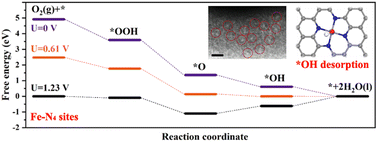 Graphical abstract: Single-atomic Fe sites decorated N-doped carbon toward oxygen reduction in MFCs