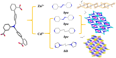 Graphical abstract: Construction of ZnII/CdII-based MOFs containing a tripodal aromatic carboxylate ligand with unequal arms and their fluorescence detection for Cu2+ and Fe3+ cations