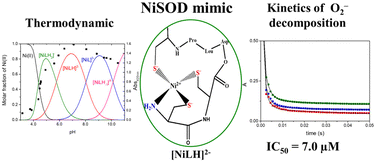 Graphical abstract: The role of the terminal cysteine moiety in a metallopeptide mimicking the active site of the NiSOD enzyme
