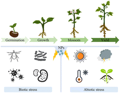 Graphical abstract: Nanomaterials in plant management: functions, mechanisms and prospects