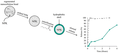 Graphical abstract: Modifying soluble NPK release with hydrophobized nanocellulose-based hydrogels for sustainable enhanced efficiency fertilizers