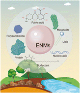 Graphical abstract: Nano–eco interactions: a crucial principle for nanotoxicity evaluation