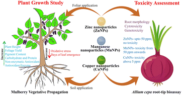 Graphical abstract: Evaluating the impact of phytosynthesized micronutrient nanoparticles on the growth and propagation of mulberry cuttings: dose determination and toxicity concerns