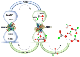 Graphical abstract: Coupled immobilized bi-enzymatic flow reactor employing cofactor regeneration of NAD+ using a thermophilic aldehyde dehydrogenase and lactate dehydrogenase