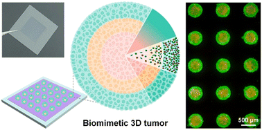 Graphical abstract: Facile construction of a 3D tumor model with multiple biomimetic characteristics using a micropatterned chip for large-scale chemotherapy investigation