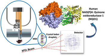 Graphical abstract: Modular droplet injector for sample conservation providing new structural insight for the conformational heterogeneity in the disease-associated NQO1 enzyme