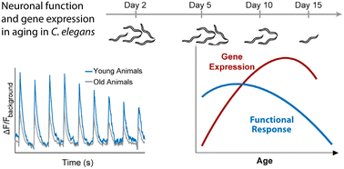 Graphical abstract: Microfluidic approach to correlate C. elegans neuronal functional aging and underlying changes of gene expression in mechanosensation