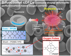 Graphical abstract: Development of rapid hypoxia-detectable artificial oxygen carriers with a core–shell structure and erythrocyte mimetic shape