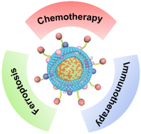 Grafiksel özet: Artırılmış antitümör tedavisi için kemoterapi, ferroptoz ve immünoterapiyi sinerji haline getirmek için mühendislik manyetotaktik bakteri MV'leri