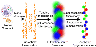 Grafik özet: Ayarlanabilir nanokanallarda doğrusallaştırılmış kromatinin süper çözünürlüklü görüntüsü