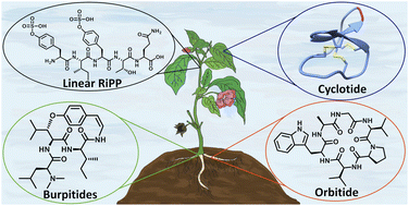 Graphical abstract: Plant peptides – redefining an area of ribosomally synthesized and post-translationally modified peptides