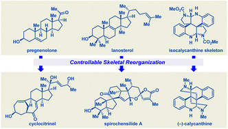 Graphical abstract: Controllable skeletal reorganizations in natural product synthesis