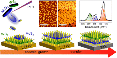 Graphical abstract: Interface coupling in Au-supported MoS2–WS2 heterobilayers grown by pulsed laser deposition