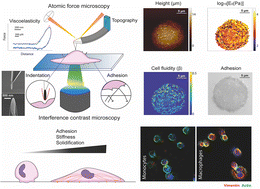 Graphical abstract: Coupled mechanical mapping and interference contrast microscopy reveal viscoelastic and adhesion hallmarks of monocyte differentiation into macrophages