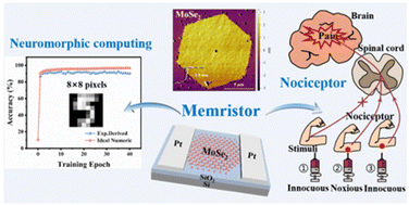 Graphical abstract: Memristors based on 2D MoSe2 nanosheets as artificial synapses and nociceptors for neuromorphic computing