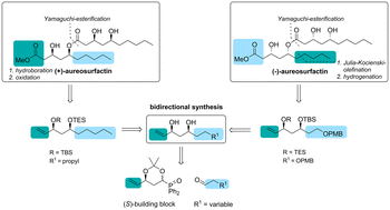 Graphical abstract: Total synthesis of both enantiomers of the biosurfactant aureosurfactin via bidirectional synthesis with a chiral Horner–Wittig building block