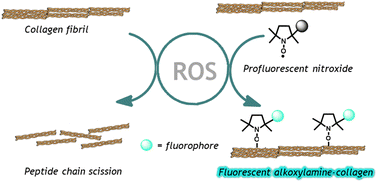 Graphical abstract: Dual functional profluorescent nitroxides for the detection of reactive oxygen species and inhibition of collagen degradation during reassembly