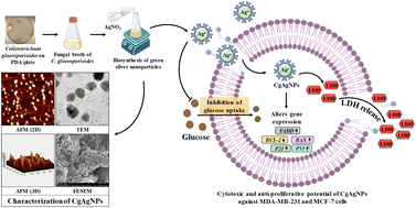 Graphical abstract: Unveiling the cytotoxic and anti-proliferative potential of green-synthesized silver nanoparticles mediated by Colletotrichum gloeosporioides