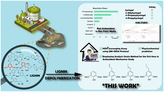Graphical abstract: Theoretical insight of reactive oxygen species scavenging mechanism in lignin waste depolymerization products