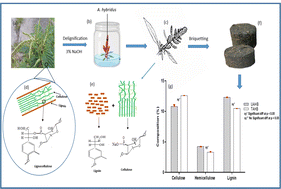 Graphical abstract: Amaranthus hybridus waste solid biofuel: comparative and machine learning studies