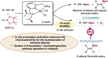 Graphical abstract: Tandem manganese catalysis for the chemo-, regio-, and stereoselective hydroboration of terminal alkynes: in situ precatalyst activation as a key to enhanced chemoselectivity
