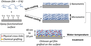 Graphical abstract: Preparation of highly stable and ultrasmooth chemically grafted thin films of chitosan