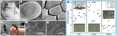 Graphical abstract: Effect of bionic hexagonal texture on squeezing films inside soft contacts with high adhesion and high friction