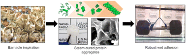 Graphical abstract: Role of protein aggregate structure on the strength and underwater performance of barnacle-inspired adhesives
