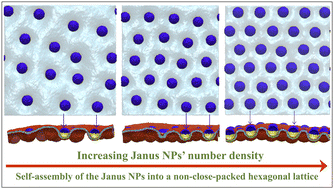 Graphical abstract: Non-close-packed hexagonal self-assembly of Janus nanoparticles on planar membranes