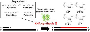 Graphical abstract: Polyamines promote xenobiotic nucleic acid synthesis by modified thermophilic polymerase mutants