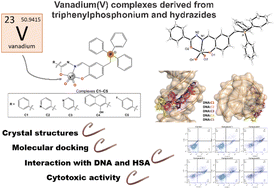 Graphical abstract: Vanadium(v) complexes derived from triphenylphosphonium and hydrazides: cytotoxicity evaluation and interaction with biomolecules