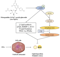 Graphical abstract: Acetylated pelargonidin-3-O-glucoside alleviates hepatocyte lipid deposition through activating the AMPK-mediated lysosome-autophagy pathway and redox state