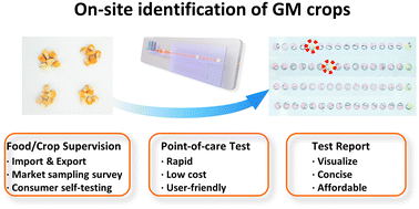 Graphical abstract: A point-of-care testing platform for on-site identification of genetically modified crops
