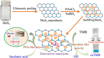 Graphical abstract: Gold nanoparticle-loaded MoS2 nanosheets with peroxidase-like and pyranose oxidase-like activities for bio-enzyme-free visual detection of glucose, xylose and galactose