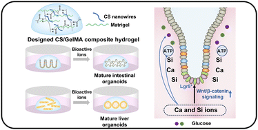 Graphical abstract: A bioactive calcium silicate nanowire-containing hydrogel for organoid formation and functionalization