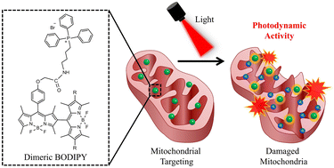 Graphical abstract: Triphenylphosphonium-functionalized dimeric BODIPY-based nanoparticles for mitochondria-targeting photodynamic therapy