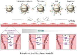 Graphical abstract: Controlling nanoparticle-induced endothelial leakiness with the protein corona
