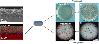 Graphical abstract: Preparation of a novel antibacterial magnesium carbonate coating on a titanium surface and its in vitro biocompatibility