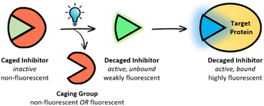 Graphical abstract: All-photonic kinase inhibitors: light-controlled release-and-report inhibition