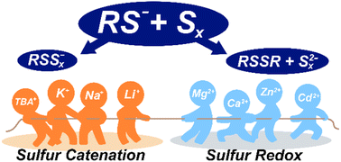 Graphical abstract: Metal-cation-induced shifts in thiolate redox and reduced sulfur speciation