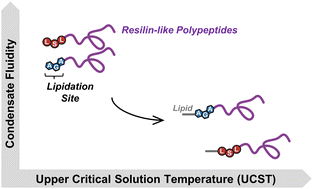 Graphical abstract: Lipidation alters the phase-separation of resilin-like polypeptides
