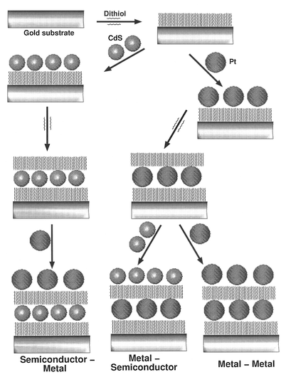 Schematic drawing depicting the layer-by-layer deposition of Pt
particles onto a Au substrate, the layers being separated by dithiol
molecules. Also shown is the formation of a heterostructure consisting of
alternate layers of semiconductor and metal particles (from Sarathy et
al.43). Reprinted with permission from
J. Phys. Chem. B, 1999, 103, 399. Copyright (1990)
American Chemical Society.