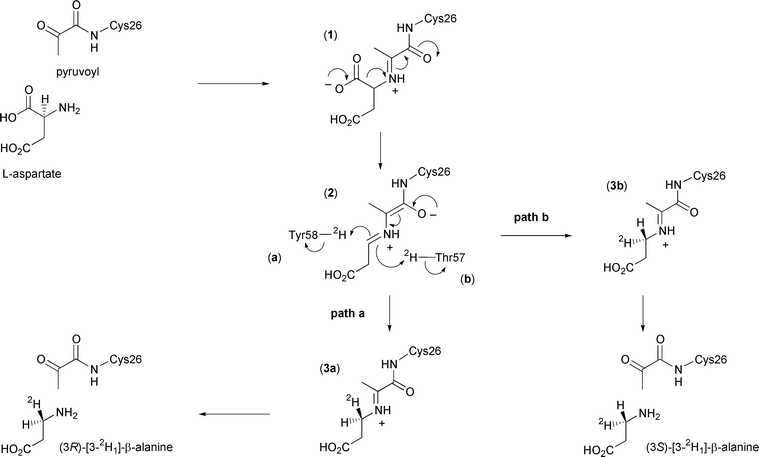 Catalytic mechanism of ADC showing the possible stereochemical outcomes 
in the presence of 2H2O.