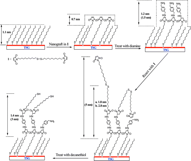 The process for constructing and systematic manipulation of nanoscale maleimide surface by local surface reactions. The height values depicted are experimental averages and corresponding theoretical values are listed in parentheses. In the case of the dimaleimide surface, (a) refers to a shorter reaction time at lower concentration (1.5 h and 5 mM); while (b) refers to a longer reaction time and higher concentration (3 h and 10 mM).
