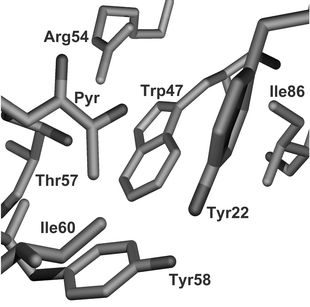 Active site of ADC determined from the crystal structure.6 The pyruvoyl group and the residue Arg54 dominate the binding affinity. Other hydrogen bonding is provided by Lys9 (not shown — occludes front of active site). Hydrophobic interactions are dominated by Trp47.