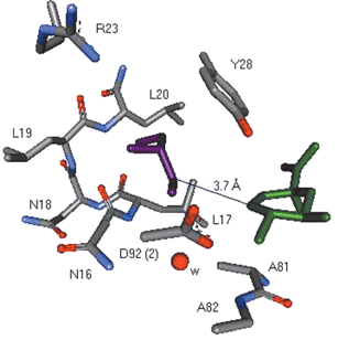 Selected view of the active-site of type II dehydroquinase (S. coelicolor) from the crystal structure (1.8 Å resolution, PDB code 1GU1) showing the relative position of 3
(green) and the glycerol molecule (purple). The distance between the two closest carbon atoms in 3 and glycerol is 3.7 Å.
