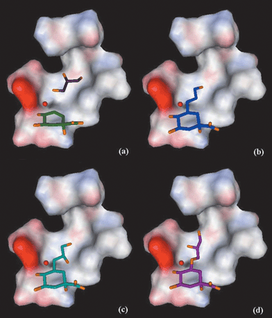 Results from the docking experiments with GOLD1.2: positions of the ligands in the active-site of type II dehydroquinase (S. coelicolor), against a surface (coloured by electrostatic potential)21 calculated for the protein residues shown in Fig. 1, omitting Y28 for clarity. Oxygen atoms are shown in orange. (a)
3
(green) and glycerol (purple), (b)
7
(blue), (c)
8R
(light blue) and (d)
10S
(magenta).