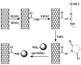 Schematic view of the attachment of proteins to carbon nanotubes via a two-step process of diimide-actived amidation.