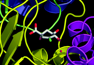 X-ray crystal structure (PDB: 1V1J) of the co-complex between vinyl fluoride 6 and the type II dehydroquinase from Streptomyces coelicolor. The conserved water molecule described in the text is shown as a red sphere. The figure was prepared using PyMol.37