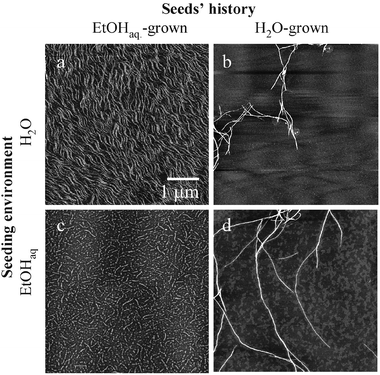 AFM images of the first generation of insulin amyloid fibrils seeded homogeneously (b,c) and cross-seeded (a,d) reflect prevalence of the template’s self-assembly history over the environment’s properties. The curvy, and scattered insulin amyloid formed spontaneously in the presence of ethanol reproduces the same morphology whether seeded homogenously to insulin in 20% EtOHaq
					(c), or cross-seeded to water-dissolved protein (a). Likewise, the long, straight fibrils from aqueous amyloid preparations proliferate maintaining the original morphology either in the homogeneous- (b) or cross-seeding (d). The initial templates (“zero” generation of fibrils) were formed through a 60 °C/24 h incubation of 2 wt.% bovine insulin (Sigma, USA) in H2O, pH 1.8; or in 20 wt.% EtOHaq, pH 1.8. Seeding was carried out at 25 °C, through a 24 h incubation of native insulin (2 wt.% in H2O, pH 1.8, or in 20 wt.% ethanol, pH 1.8) doped with sonificated “zero” generation amyloids at a 20∶1 wt. ratio. The amyloid samples were diluted with H2O 400 times prior to deposition on mica. All AFM images were recorded in the tapping-in-air height mode on a MultiMode™ SPM microscope with a Nanoscope IIIa Controller (Digital Instruments, USA). The 1 μm scale bar applies to all the four (a,b,c,d) images.